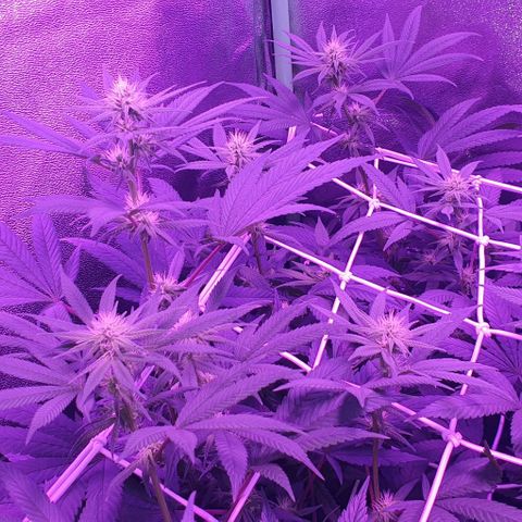 3RH #1 growlog timeline photo