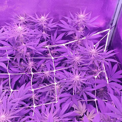 3RH #1 growlog timeline photo