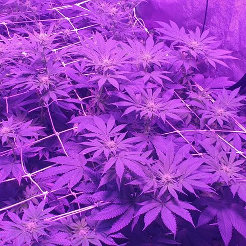 3RH #1 growlog timeline photo