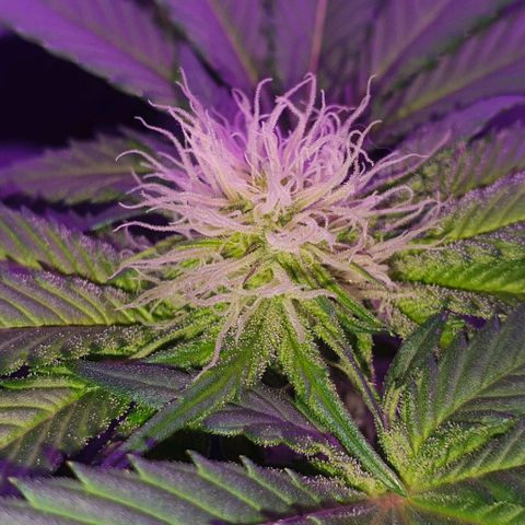 3RH #1 growlog timeline photo