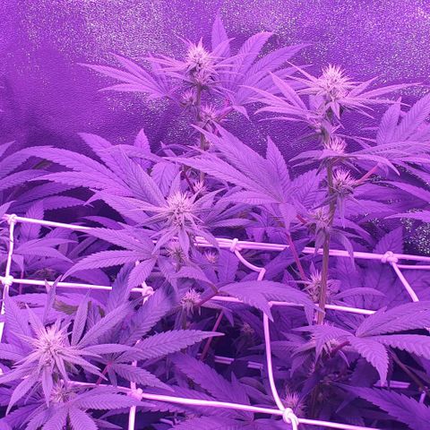 3RH #1 growlog timeline photo