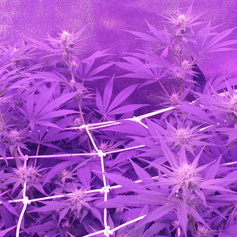 3RH #1 growlog timeline photo