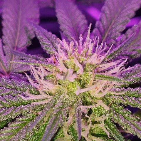 3RH #1 growlog timeline photo