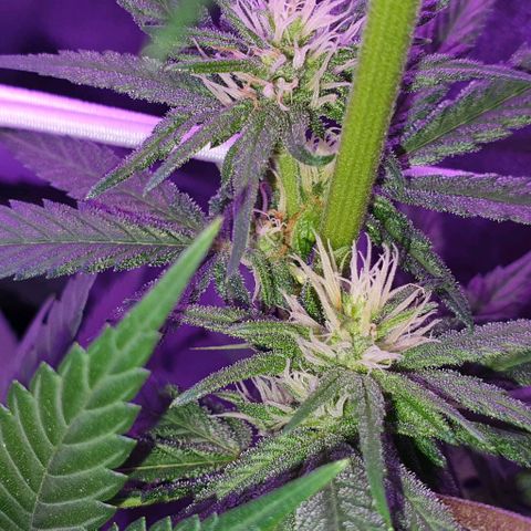 3RH #1 growlog timeline photo