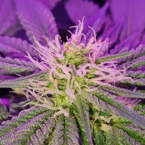 3RH #1 growlog timeline photo