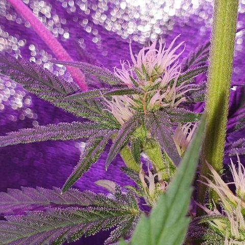 3RH #1 growlog timeline photo