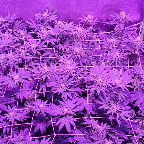 3RH #1 growlog timeline photo