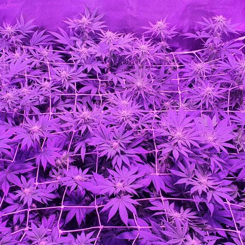 3RH #1 growlog timeline photo