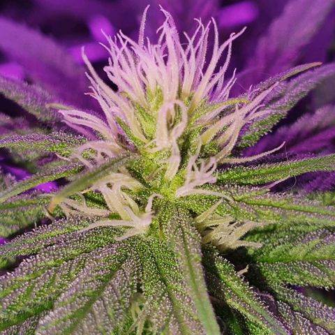 3RH #1 growlog timeline photo