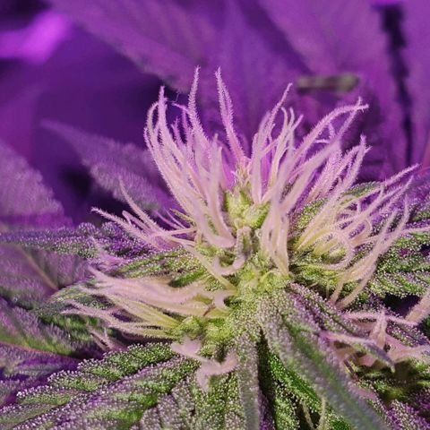 3RH #1 growlog timeline photo