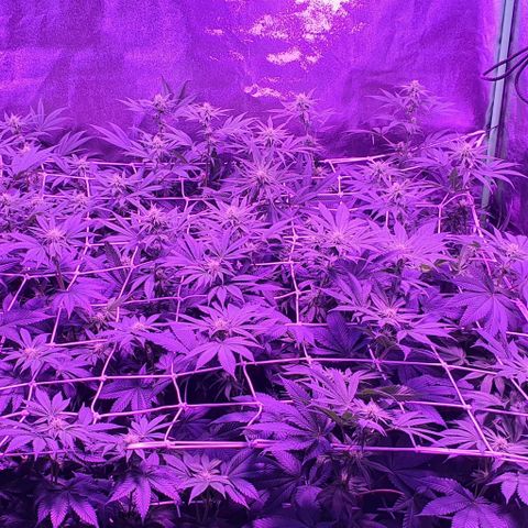 3RH #1 growlog timeline photo