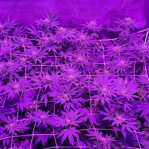 3RH #1 growlog timeline photo