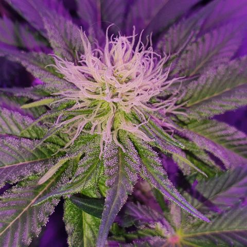 3RH #1 growlog timeline photo