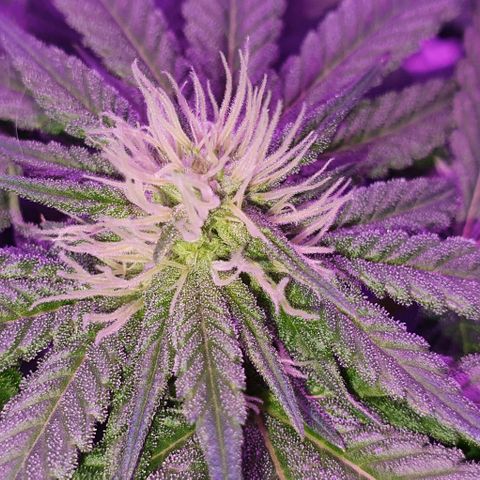 3RH #1 growlog timeline photo
