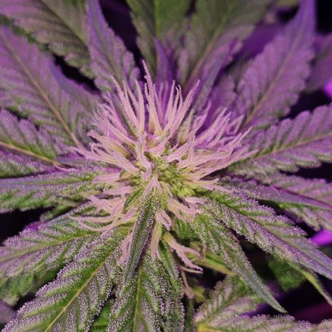 3RH #1 growlog timeline photo