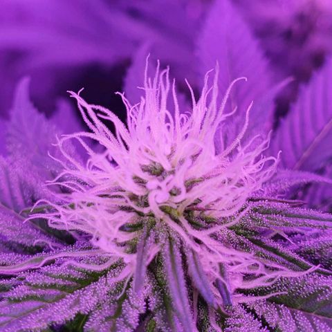3RH #1 growlog timeline photo