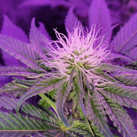 3RH #1 growlog timeline photo