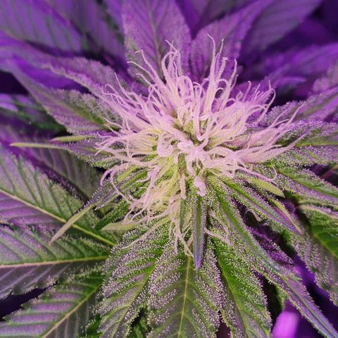 3RH #1 growlog timeline photo