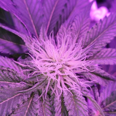 3RH #1 growlog timeline photo