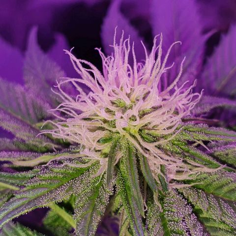 3RH #1 growlog photo: 3RH#2 turned hermie.