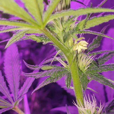 3RH #1 growlog photo: 3RH#2 turned hermie.