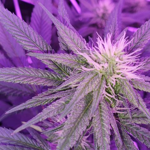 3RH #1 growlog photo: 3RH#2 turned hermie.