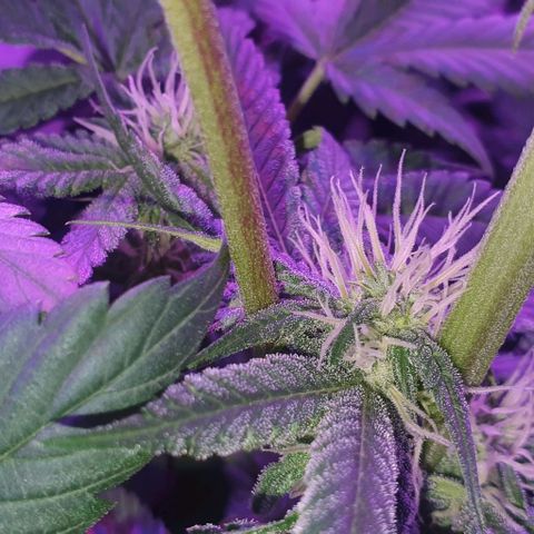 3RH #1 growlog timeline photo