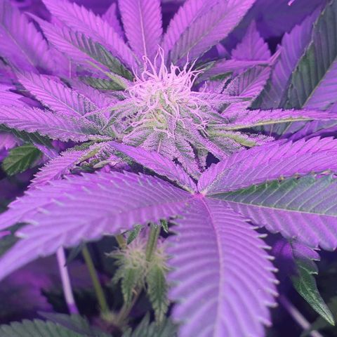 3RH #1 growlog timeline photo