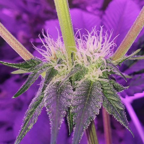 3RH #1 growlog timeline photo
