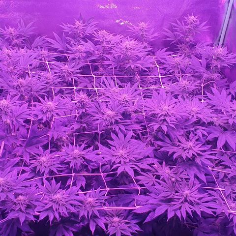 3RH #1 growlog timeline photo