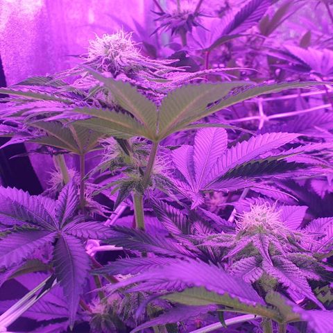 3RH #1 growlog timeline photo