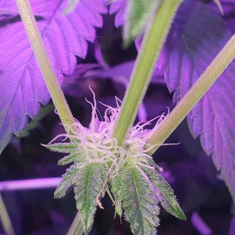 3RH #1 growlog timeline photo