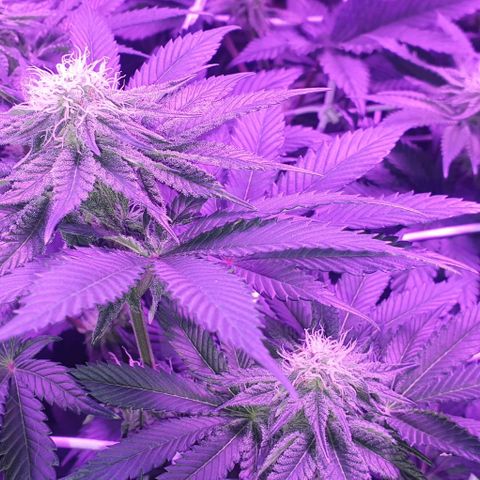 3RH #1 growlog timeline photo
