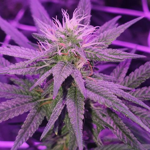 3RH #1 growlog timeline photo