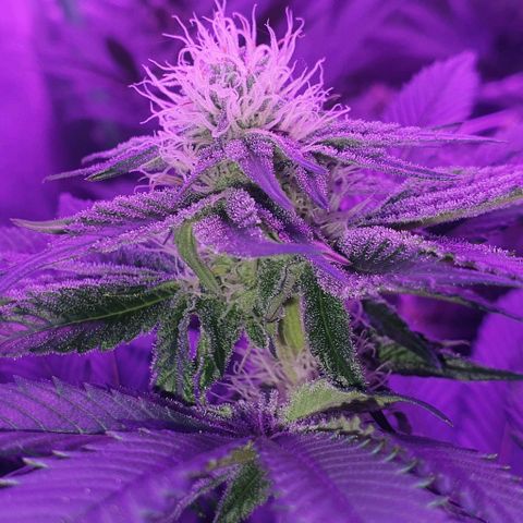 3RH #1 growlog timeline photo