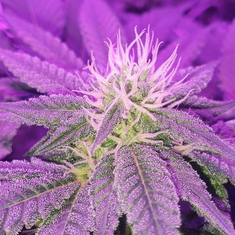 3RH #1 growlog timeline photo