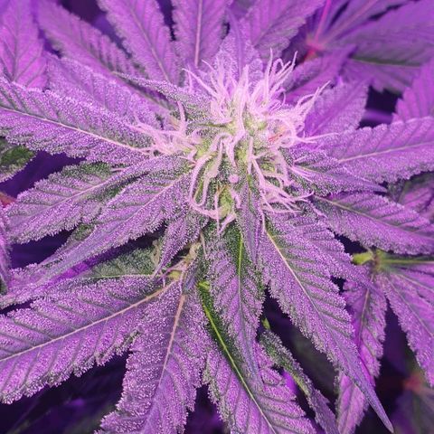 3RH #1 growlog timeline photo