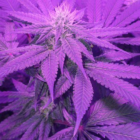 3RH #1 growlog timeline photo