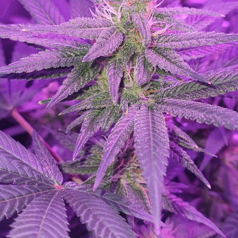 3RH #1 growlog timeline photo
