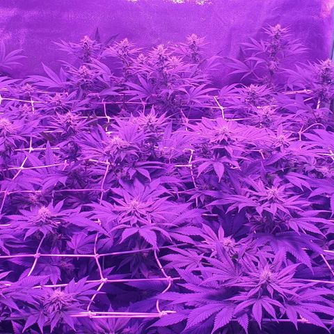 3RH #1 growlog timeline photo