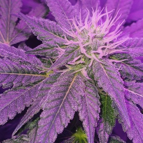 3RH #1 growlog timeline photo
