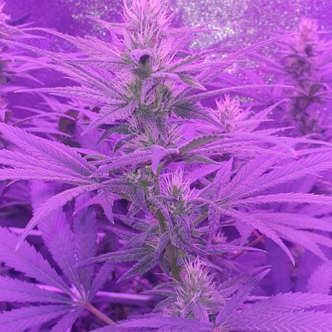 3RH #1 growlog timeline photo