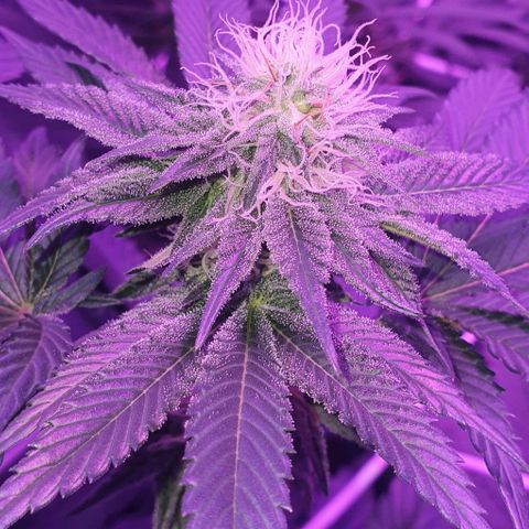 3RH #1 growlog timeline photo