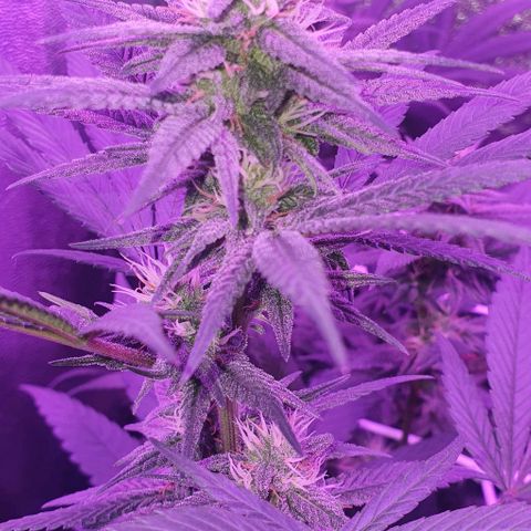 3RH #1 growlog timeline photo