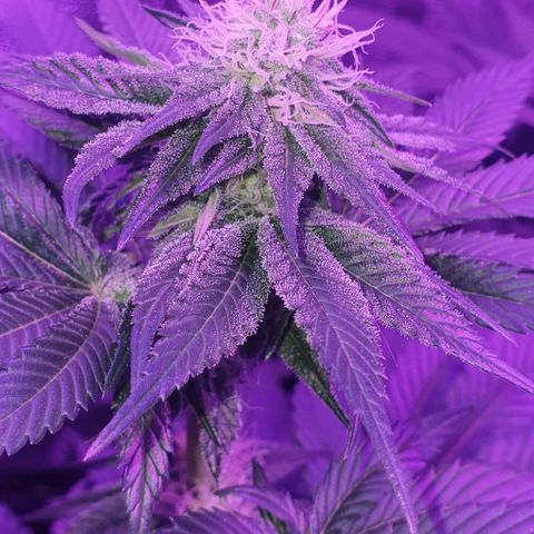 3RH #1 growlog timeline photo