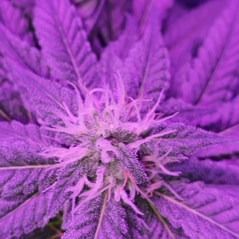 3RH #1 growlog timeline photo