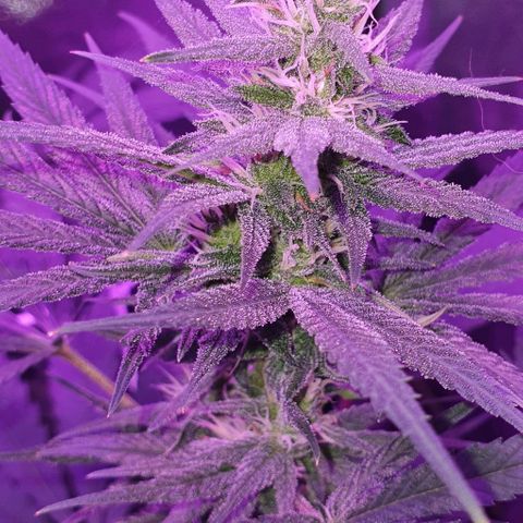 3RH #1 growlog timeline photo