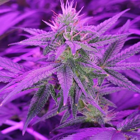 3RH #1 growlog timeline photo