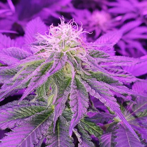 3RH #1 growlog timeline photo