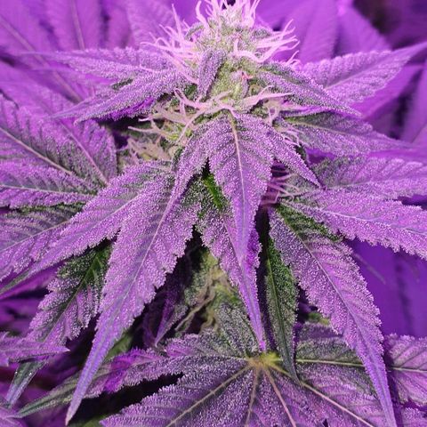 3RH #1 growlog timeline photo